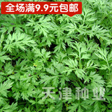 天津种业-香艾草种子-食用香草种子彩包花卉种子花籽-满9.9元包邮