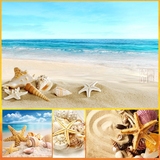 儿童房间装饰画贝壳珊瑚类儿童卡通画卧室床头壁画地中海风景沙滩