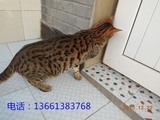 孟加拉豹猫英国短毛猫宠物猫咪宝宝活体出售纯种猫英短异国短毛猫
