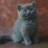 【家庭式繁育】超粘人英短蓝猫 深蓝色纯种英国短毛猫 胖包子脸