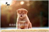 亚宠展全场后备冠军RBIS日本柴犬豆豆的赛级幼犬宝宝5DD低价出售