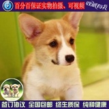 北京出售赛级柯基幼犬威尔士宠物狗三双色柯基幼崽活体宠物狗 01