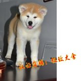 纯种秋田犬 幼犬出售 赛级双血统美系日本柴犬 健康家养宠物狗3