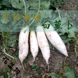 非转基因春播老蔬菜种子批发四季阳台盆栽可留种白萝卜芽苗青菜籽