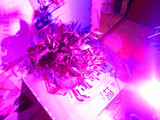 植物光照灯花卉多肉植物促生长灯大功率LED促开花结果灯具20瓦