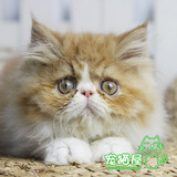 【宠猫屋】自家养猫咪活体 异国短毛猫加菲猫波斯猫 可爱红白弟弟