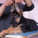 精品赛级 纯种 德牧 幼犬出售 德国牧羊犬 弓直 黑背 锤系 警犬