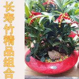 发财树厥类植物组合盆栽 绿植 室内办公桌防辐射植物郑州同城