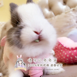 纯种长不大侏儒兔活体迷你兔茶杯体海棠兔宝宝儿童节礼物宠物兔子
