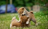 纯种日本柴犬幼犬赤色黄黑白柴犬出售宠物狗狗 可视频看上门挑选