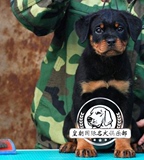 纯种血统德系罗威纳护卫犬 出售罗威那活体宠物狗断尾 洛威纳幼犬