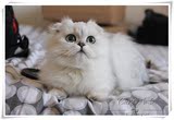 2015年3月20秒杀金吉拉CFA赛级纯种银渐层长毛宠物猫白色高地折耳