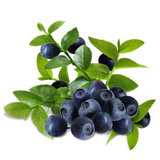 新鲜智利进口蓝莓有机水果蓝莓每盒125g 四盒包邮限京津翼