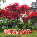 红枫庭院花卉植物日本红枫美国秋火焰红枫树苗盆景大小规格齐全