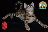 孟加拉豹出售 活体宠物猫  空心花小豹猫 玫瑰花豹 萌宠弟弟 小猫