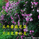 蔷薇5年苗攀援爬藤庭院植物 盆栽蔷薇花苗批发包邮 紫色四季开花