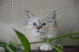 可爱海豹山猫手套 纯种 布偶猫 弟 绝育 白眼线 活体宠物猫崽奶猫