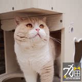 种公展示【seven的猫咪】CFA注册英国短毛猫 乳白种公DD★Danny