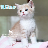 【sunnycat萌猫舍】纯种乳白英短 英国短毛猫幼猫活体 乳白双色猫