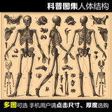 现代装饰画科普早教工具图手绘人体骨骼结构百科图集挂画海报定做