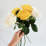 黄白玫瑰花鲜花顺丰速递包邮 北京上海云南同城鲜切花批发花卉
