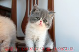 异国短毛猫 蓝白双色加菲猫 正八字脸