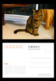 中国狸花猫明信片B版（可做猫极限片）