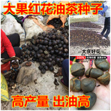 大果红花油茶种子批发包邮 油茶树种子 农用物资非粮油油茶种子