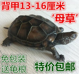 宠物活体中华草龟金线龟放生龟乌龟大草龟13-16cm特价直销