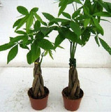 室内花卉盆栽植物 小发财树苗 办公室最佳选择净化空气吸甲醛