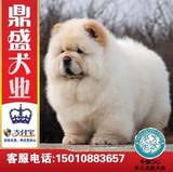 犬舍出售美系松狮犬纯种松狮幼犬出售白色赛级健康面包脸宠物狗X2