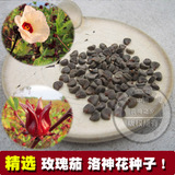 玫瑰茄 洛神花种子 红桃K果 玫瑰茄茶种子 2016年新种子包邮