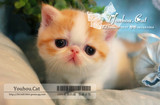 优厚の猫 CFA注册 宠物猫咪 纯种猫 加菲猫 异国短毛猫 支付宝