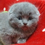 【精品】高品质纯种英短蓝猫英国短毛猫 纯蓝苏折 苏格兰折耳蓝猫