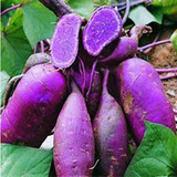 新鲜蔬菜农家有机产品 紫薯番薯 红薯 香薯 5斤起拍 深圳配送中心
