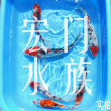 纯种日本锦鲤 普通三色锦鲤 5-9CM 观赏鱼活体 风水鱼 金鱼活体