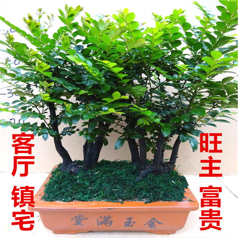 小叶紫檀盆景树桩植物花卉盆栽办公室内绿植黑骨茶苗镇宅避邪耐寒