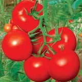 大番茄 西红柿 蔬果菜种子 阳台种菜 盆栽 庭院种植菜籽 满18包邮