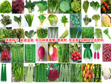 蔬菜种子 家庭盆栽  阳台种菜套餐 蔬菜籽 芽苗菜 50种组合送肥料