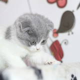 蓝猫 猫咪 蓝白 宠物猫 短毛猫 英短 活体 立耳《售罄上海》
