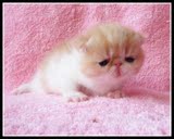 心缘家养纯种加菲猫异短异国短毛猫宠物猫咪樊纹红白宝宝,CFA血系