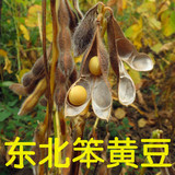 2015年新东北黄豆农家自己种的笨大豆榨豆浆发豆芽最好的东北黄豆