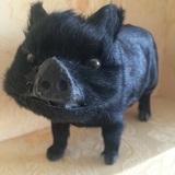 黑猪 包邮仿真动物礼物模型摆件毛绒玩具公仔宠物