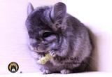 【多多先生龙猫馆】长沙龙猫活体宠物 宝宝 长毛龙猫