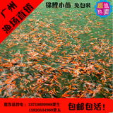 纯种日本锦鲤小鱼苗活体4~8厘米观赏鱼风水鱼渔场直销包邮包活