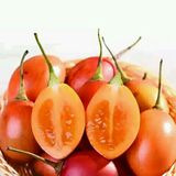 云南农产品 健脾益胃 大树番茄（洋酸茄、洋鸡蛋）新鲜果蔬  500g