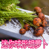 【迷你球形胡萝卜种子】小丸子微型胡萝卜 适合阳台种植 秋播蔬菜