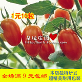 圣女果种子 阳台种菜 蔬菜籽 家庭盆栽 红色樱桃小番茄 满9元包邮
