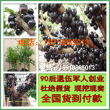 台湾进口树葡萄苗 树葡萄树苗嘉宝果苗 盆栽果树当年结果 包成活