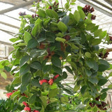 特价 办公室盆栽 吊兰 净化空气防辐射植物 口红吊兰 可垂钓植物